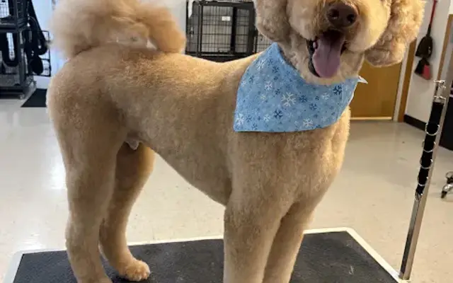 Jazzy Paws Dog Grooming in White Bear Lake, MN