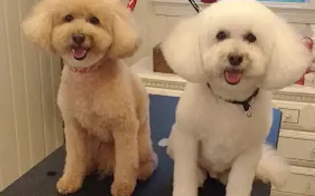 Fuzzy Faces Grooming, LLC in Wilmington, NC