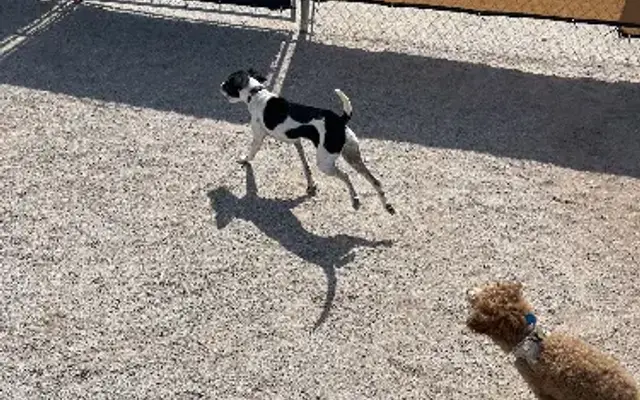 Pup Paradise in Goodyear, AZ