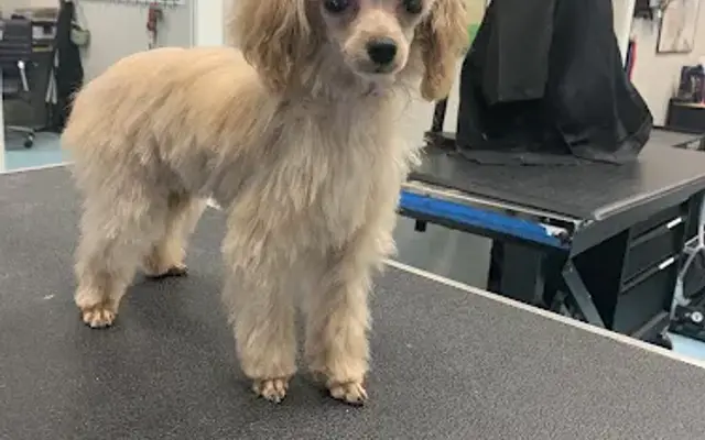 Precious Paws Grooming in Wilmington, NC