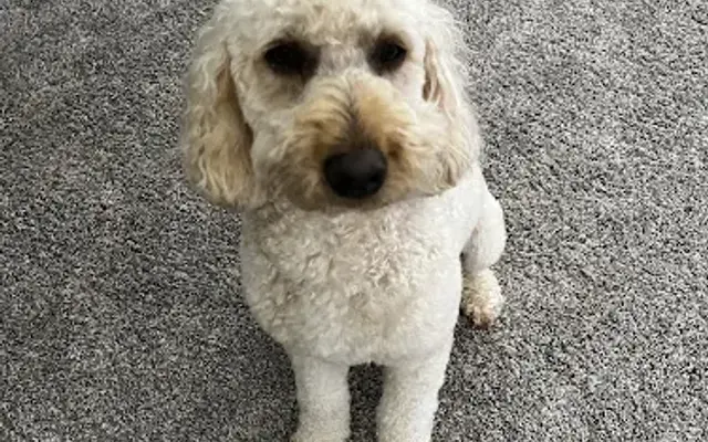 Baur's Pet Salon in Fort Gratiot Township, MI