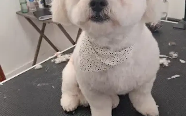 Martin the Groomer Dog Groomer Houston in Houston, TX