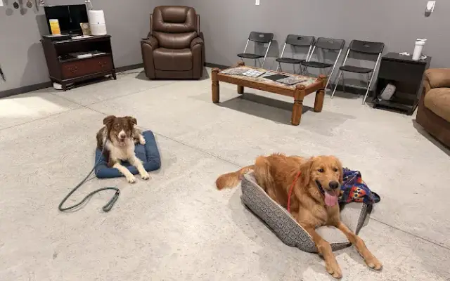 Sentinel K9- Expert Training | Boarding | Daycare | Grooming in Argyle, TX