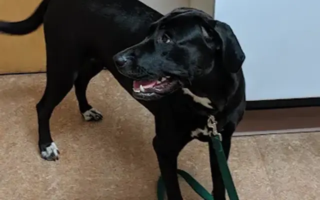Animal Health Center in Clifton Park, NY