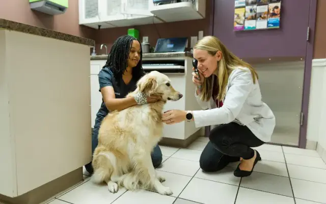 Gentle Care Animal Hospital at Tryon in Raleigh, NC