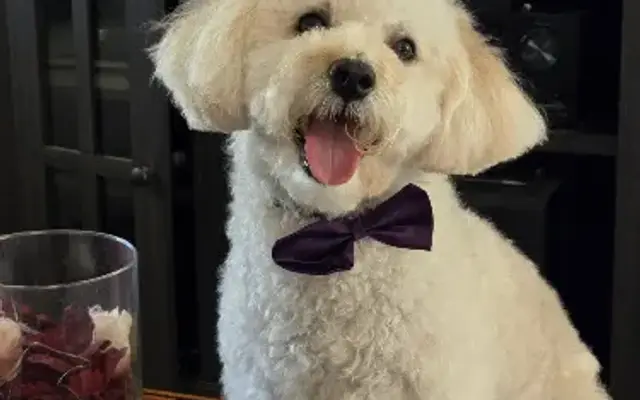 Western Grooming in Orlando, FL