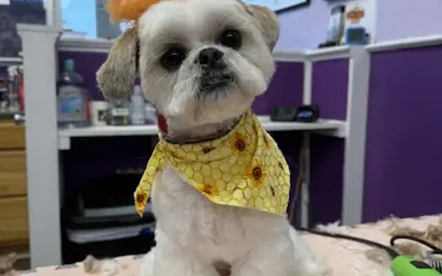 Debbie's Pet Salon, LLC in Georgetown, KY