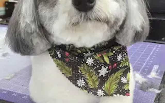 Lindsey's Pet Grooming in Crystal Springs, MS