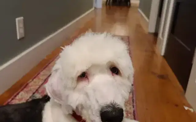 Shaggy Dog Grooming in Grover Beach, CA