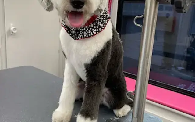 Pooch Paradise in Danville, CA