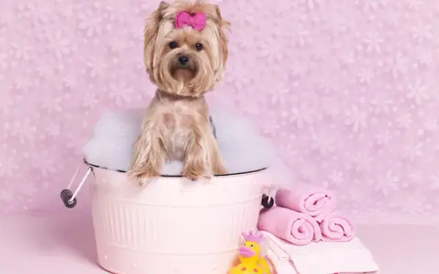 Love Fur Dogs Grooming in Rancho Santa Margarita, CA