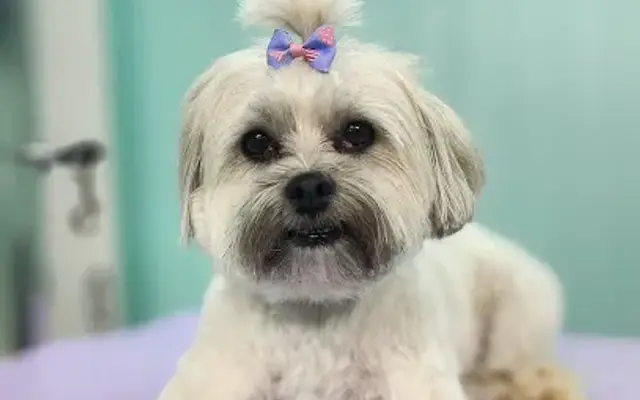 All Paws Salon in Hazleton, PA