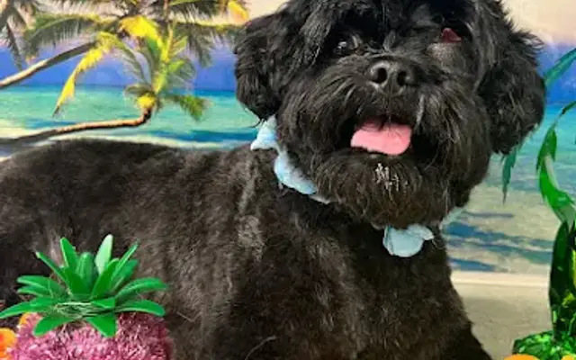 Shampooch Me Mobil Dog Grooming for BCS in College Station, TX