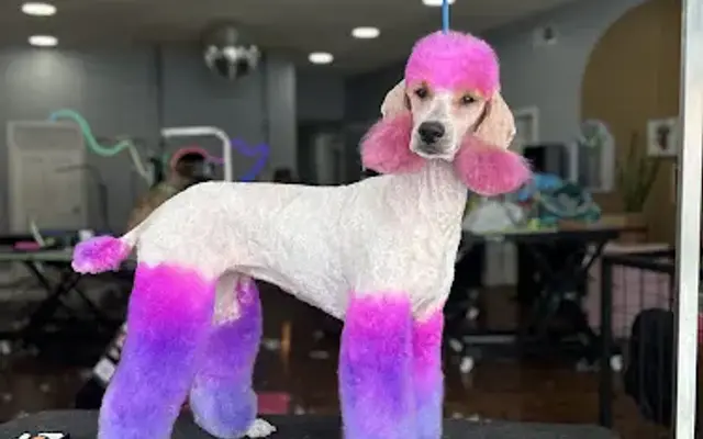The Yuppie Puppy in Wildwood, FL