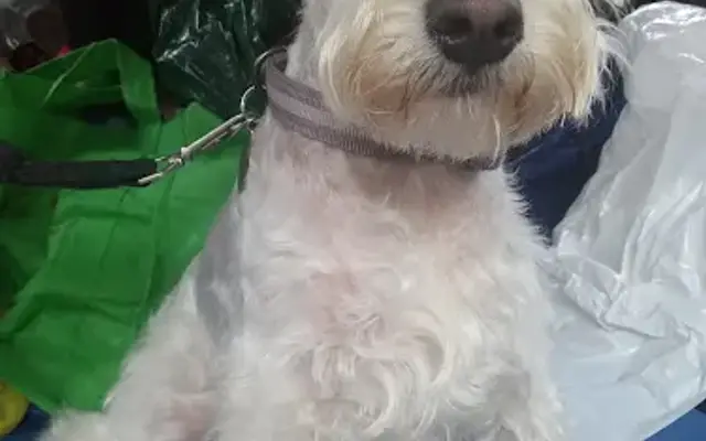 Classy Lassies Mobile Pet Spa in Newport, PA