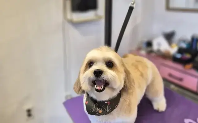 Bark & Bliss Grooming Studio in Loveland, CO