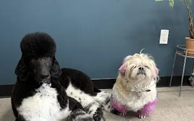 Stray's Grooming Co in Cave Creek, AZ