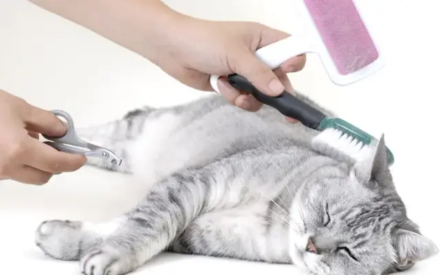 Scoobe Doo Pet Mobile Grooming in Poway, CA