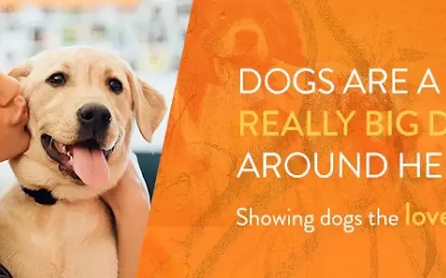 Dogtopia of Springfield in Springfield, VA
