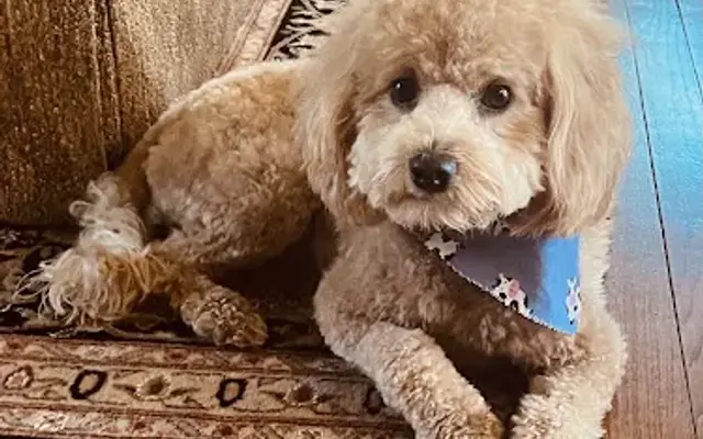 Soapy Paws Grooming LLC in Lake Hopatcong, NJ
