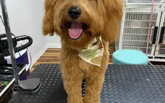 Dapper Dog Grooming Salon in Harrisburg, IL