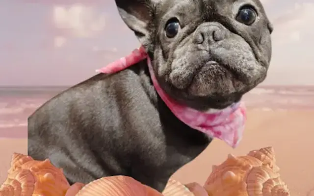 OakMoon Pet Grooming in Bolingbrook, IL