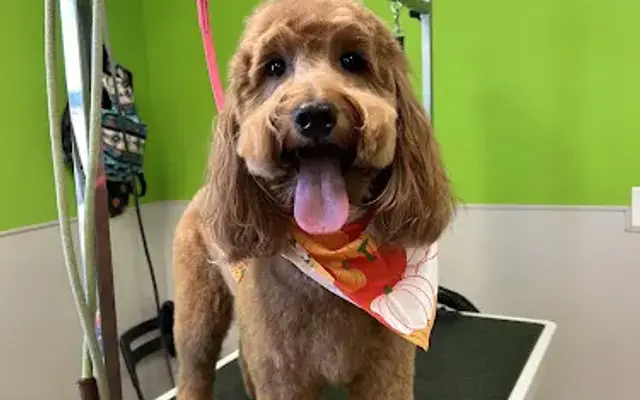 Buckaroo Bath & Grooming in Wolfe City, TX