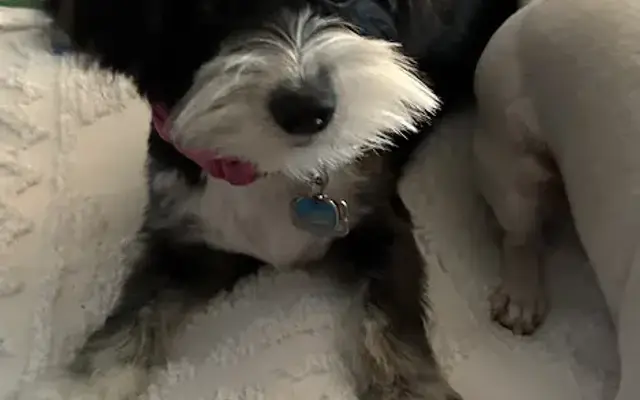 Shaggy Chic Pet Grooming in Burleson, TX