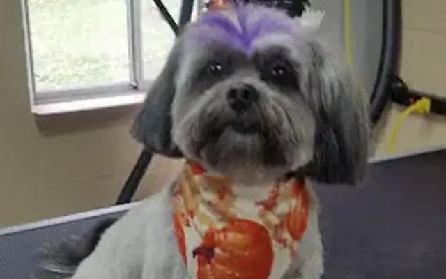 Mutt Cuts in Marilla, NY