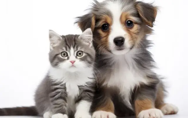 Dandy Dental Services for Pets in Oxford, FL
