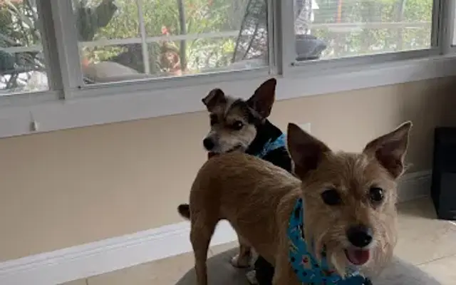 Doggie Paws Salon in Lake Worth Beach, FL