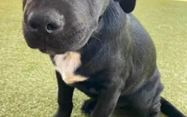 Animal Care Hospital of Phoenix in Phoenix, AZ