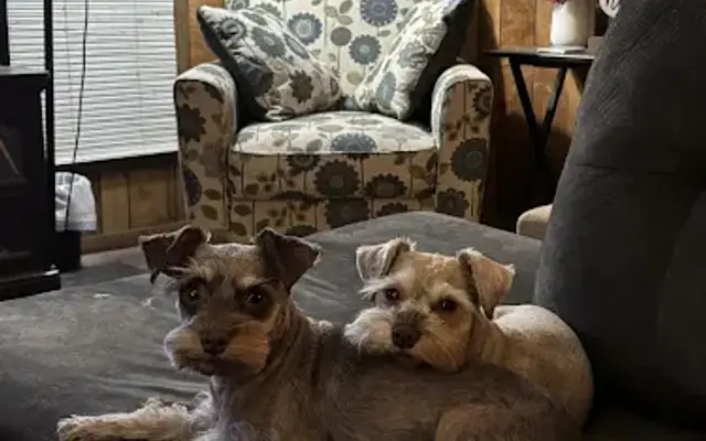 Shampoodle's Pet Grooming !! in Stonewall, LA