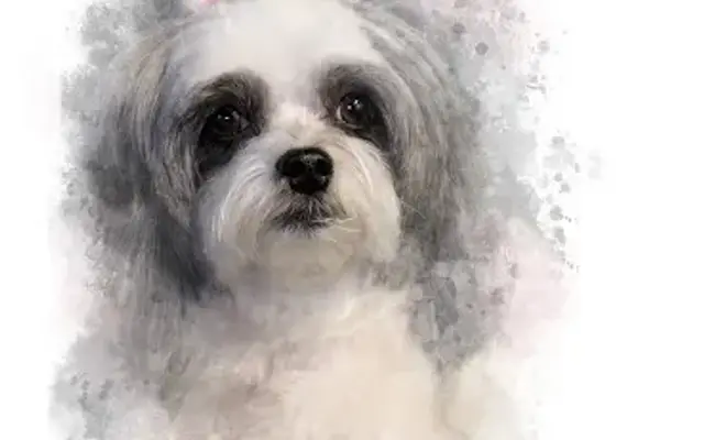 Mary's Dog Grooming and Photography in Elkhorn, WI