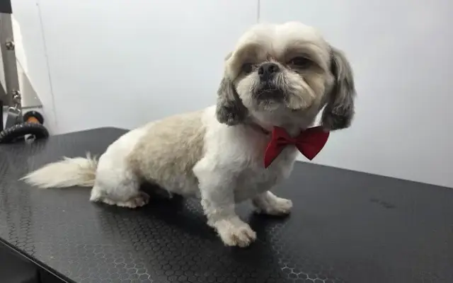 SB Mobile Grooming in Carson, CA