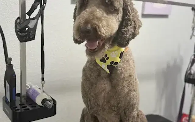 Fresh Fluff Grooming Spa in Valdosta, GA