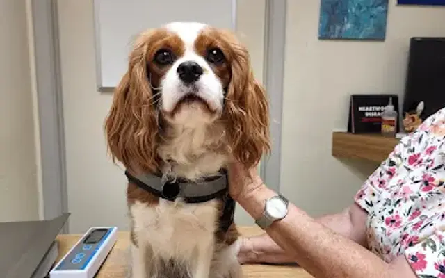 Kennel Care Veterinary Hospital in Chandler, AZ