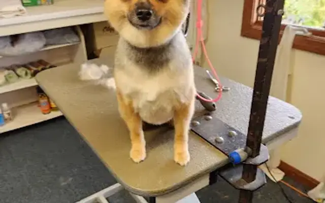 Amazing tails pet grooming in South Dennis, MA