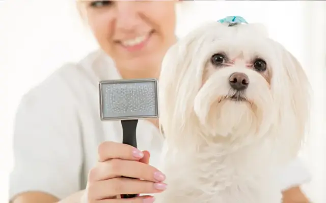 Animal Land Pet Grooming in Rapid City, SD
