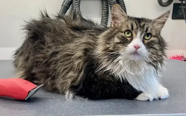 Enchanted Mobile Pet Grooming in Mead, CO