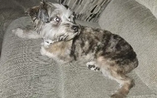 Pooches & Puddycats in Sweetwater, TN