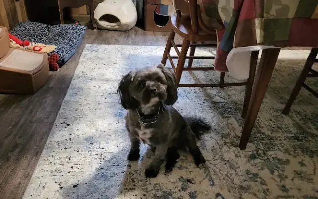 Gail's Dog Grooming in Greenville, PA
