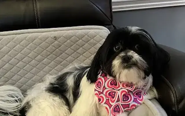 The Blvck Gypsy Holistic Pet Care in Craigsville, VA