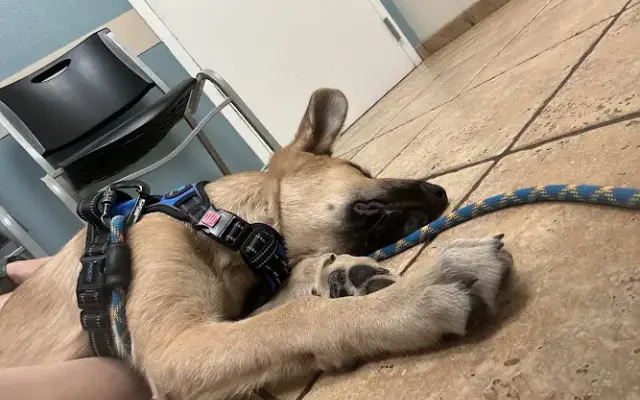 O'Connor Road Animal Hospital in San Antonio, TX