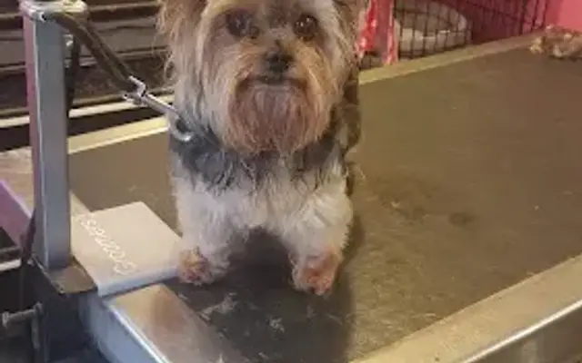 Ruff-N-Fluff Grooming in Gallipolis, OH