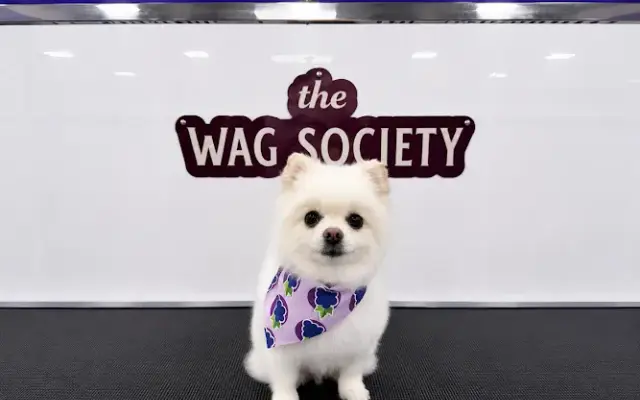 The Wag Society Mobile Grooming in Pine Hills, FL
