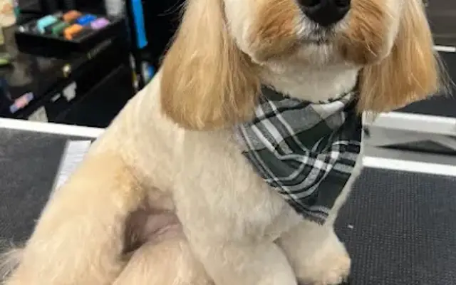 Pet Supplies Plus Burlington Grooming in Burlington, IA
