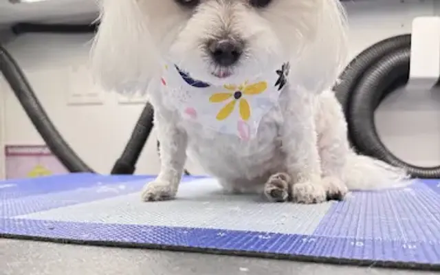 OnlyPaws Pet Spa Mobile Grooming in Mira Loma, CA