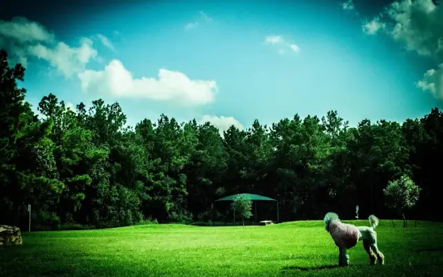 House Winter Dog Grooming in Spring, TX
