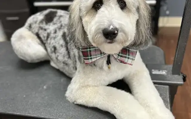 The Pawfectionist - Pet Salon in Amherst, NH